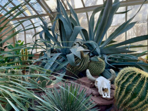 Lamberton Desert Environment with Cactus and succulents