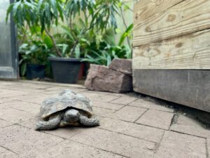 Turtle inside Lamberton Conservatory.