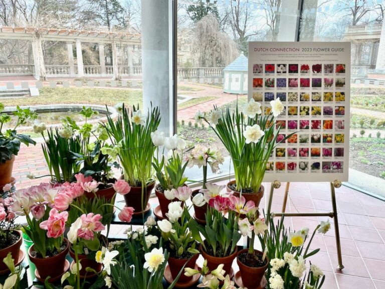 Flower chart showing a photo of each type of flower and its name. Poster is next to a flower display.
