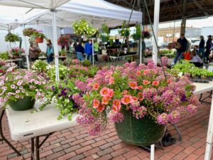 Hanging flower basket with an assortment of pink flowers. More flowers can be seen in the background