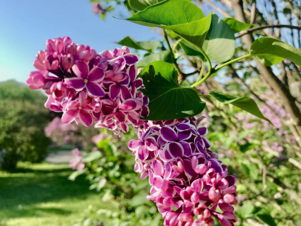 purple and white edge lilacs in bloom