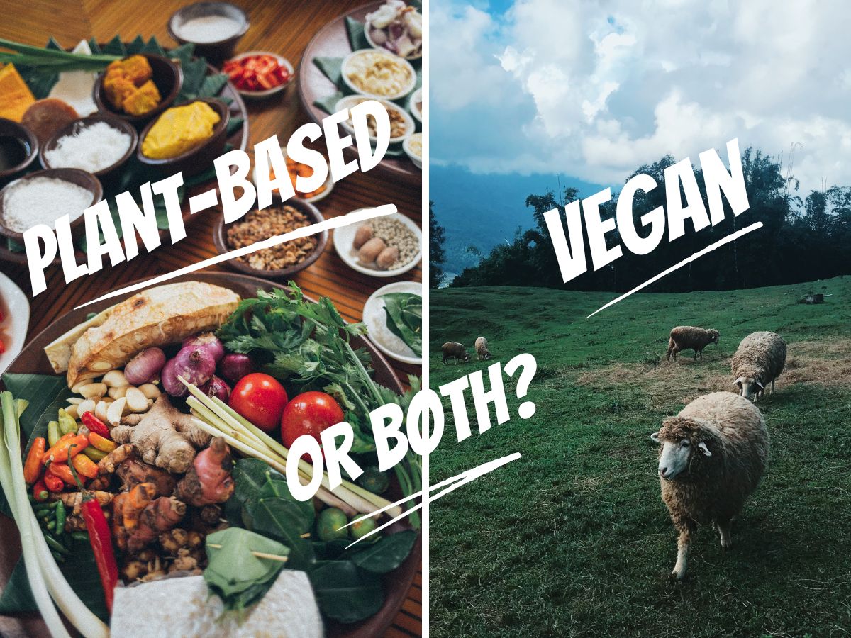 What's the Difference Between Plant-Based and Vegan?