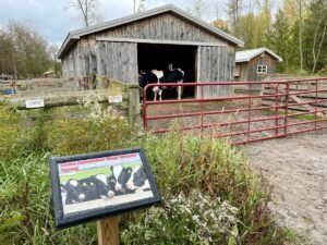 Cow inside of a barn, with a sign outside of the fence that says that cows remember up to 100 of their friends faces.