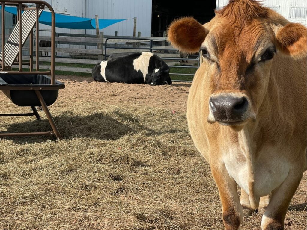 Cow resident at Mockingbird Farm Sanctuary