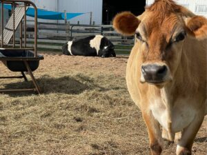 Cow resident at Mockingbird Farm Sanctuary