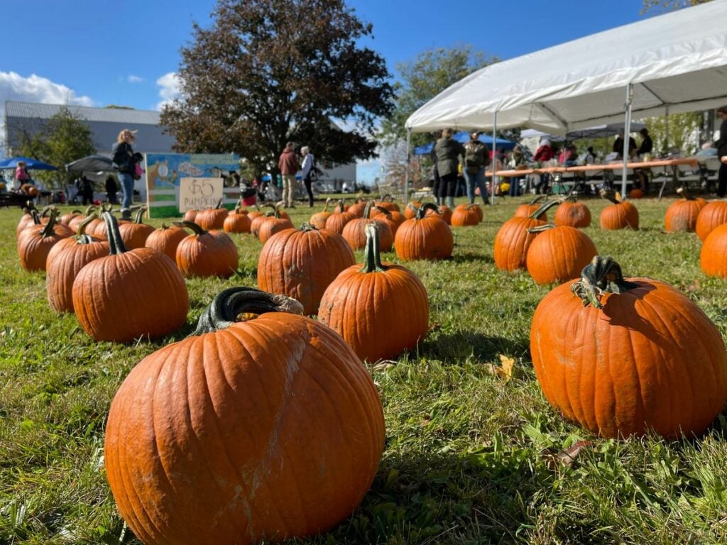 Pumpkins for sale at Mockingbird Farm Sanctuary