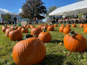 Pumpkins for sale at Mockingbird Farm Sanctuary