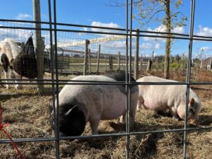 Pig residents at Mockingbird Farm Animal Sanctuary