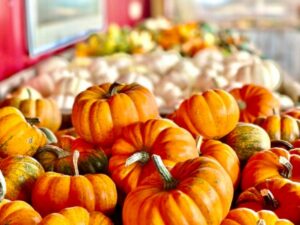 pumpkins at Pully's Farm Market and Greenhouse