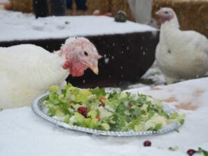 turkey eating salad
