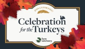 Celebration for the Turkeys banner