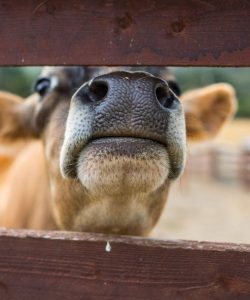 cow-farm cow-farm